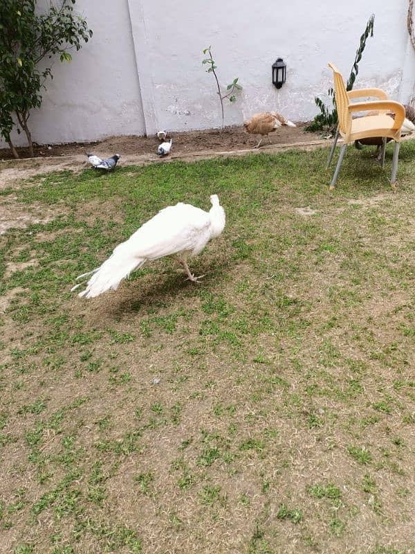 peacock | Peacock Pair | Breeder peacock | مور | Peacock for Sale 1