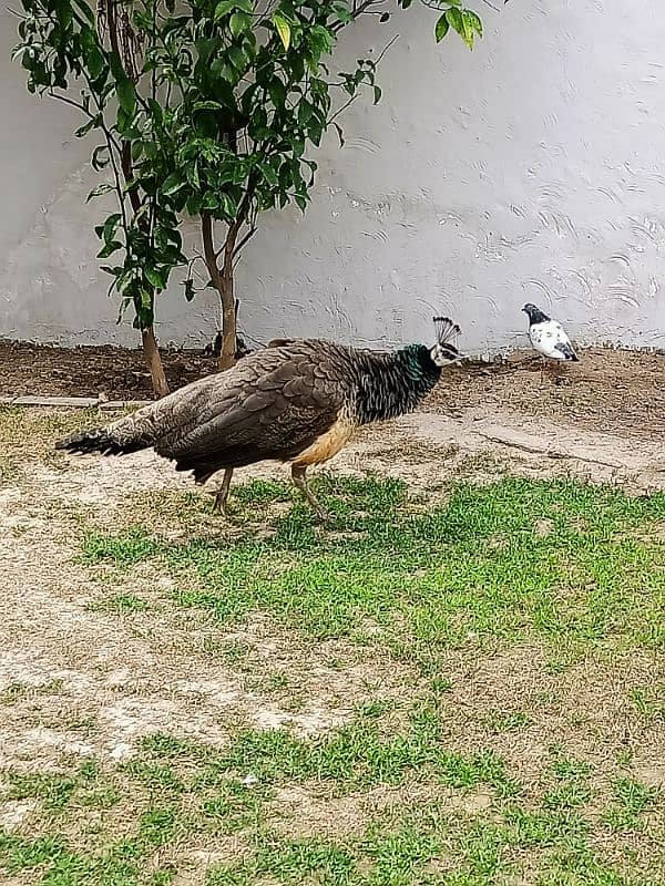 peacock | Peacock Pair | Breeder peacock | مور | Peacock for Sale 2