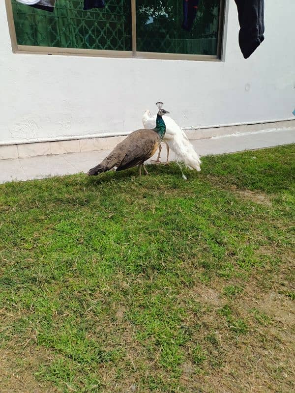 peacock | Peacock Pair | Breeder peacock | مور | Peacock for Sale 3