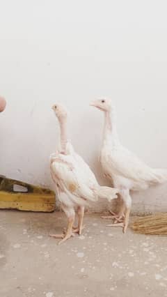 White Shamo chicks