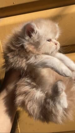 Persian kitten triple coated punch face