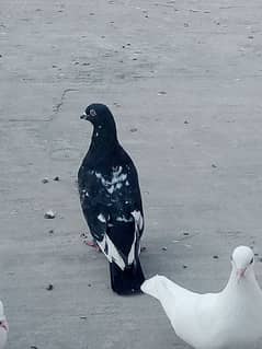 indian small beak pigeon