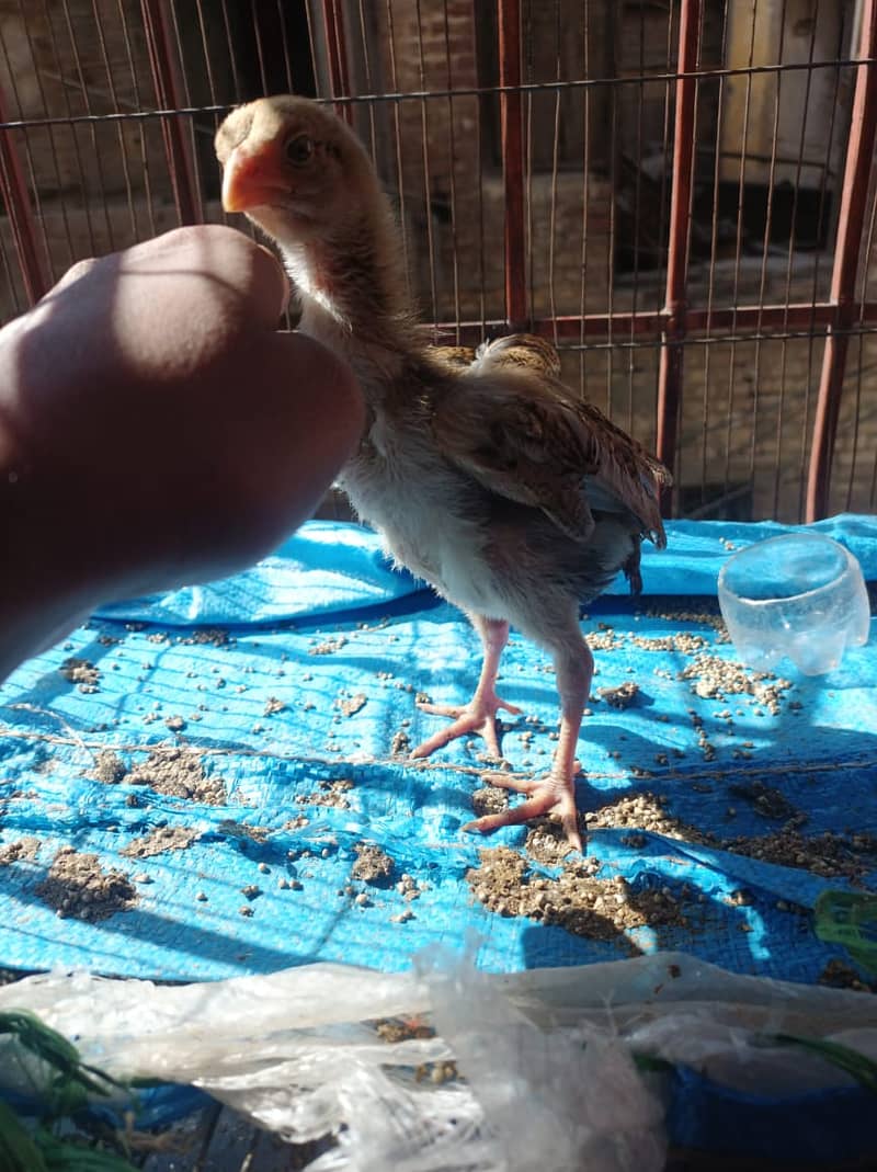 shamo aseel chick for sale 1