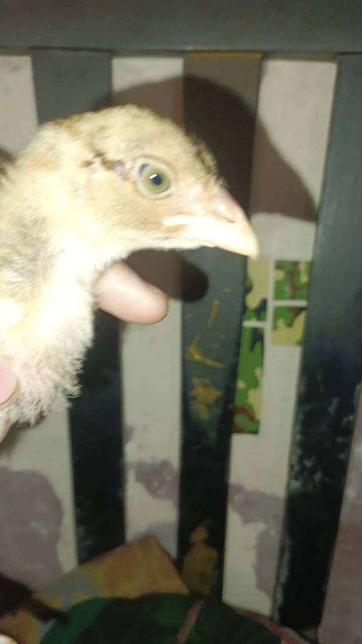 shamo aseel chick for sale 2