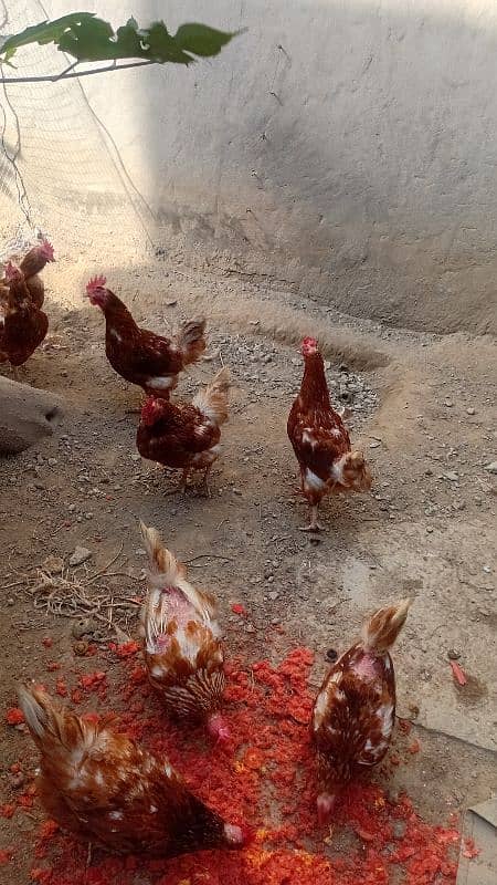 Lohmen brown hen for sale 1