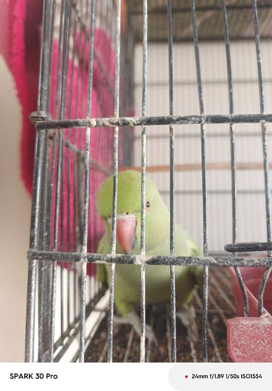 parrot 2