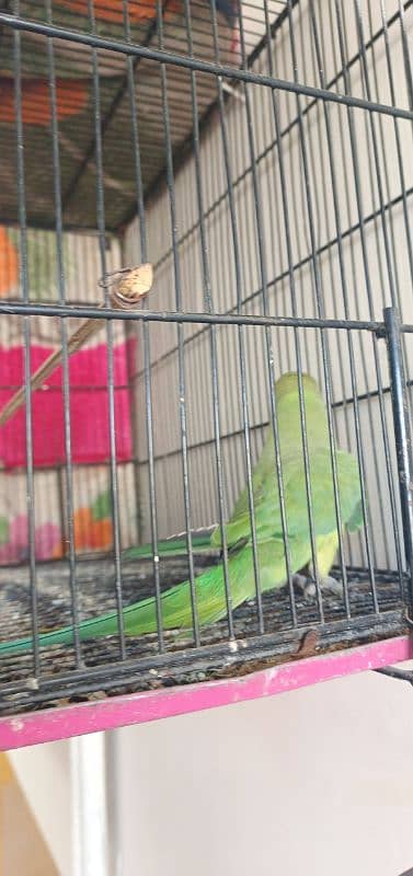 parrot 3