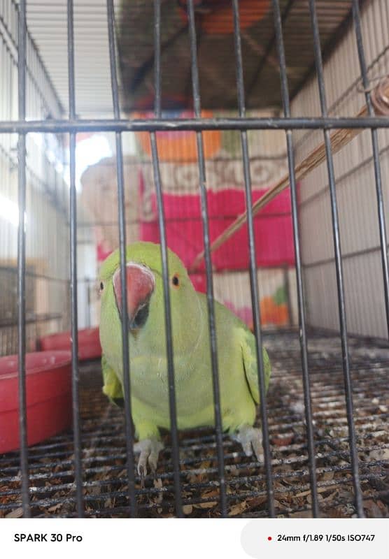 parrot 4