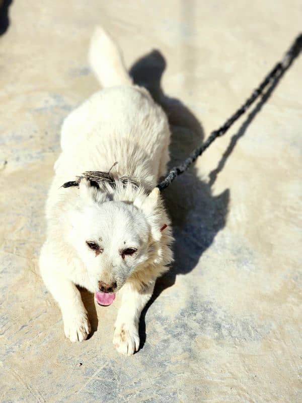 Russian dog 9 month age fully trained triple coated 1