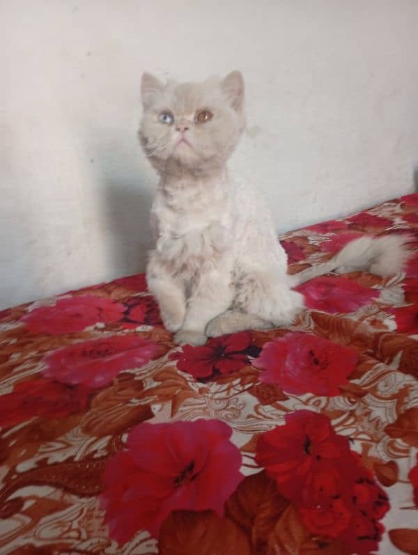 Persian 3pple coat male for sale 1