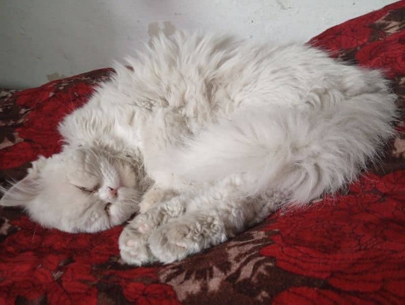 Persian 3pple coat male for sale 2