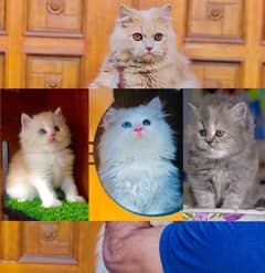 Persian Punch face triple coat cat Kitten