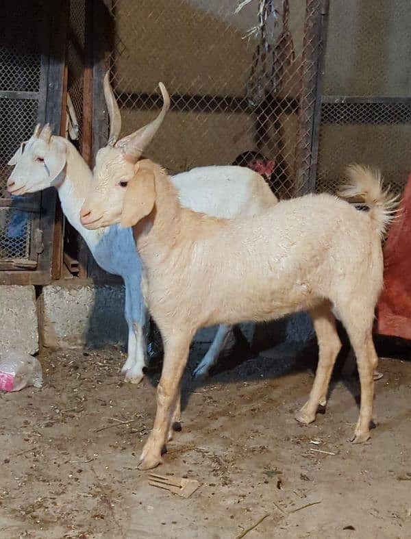 Tapra Bakra +Bakri 0