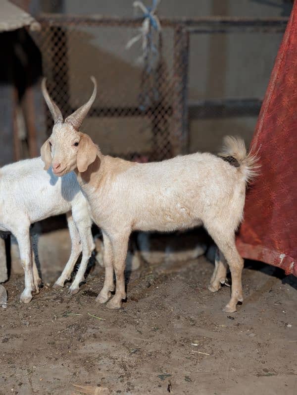 Tapra Bakra +Bakri 1