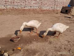 Raj- Hans Big duks breeder pair