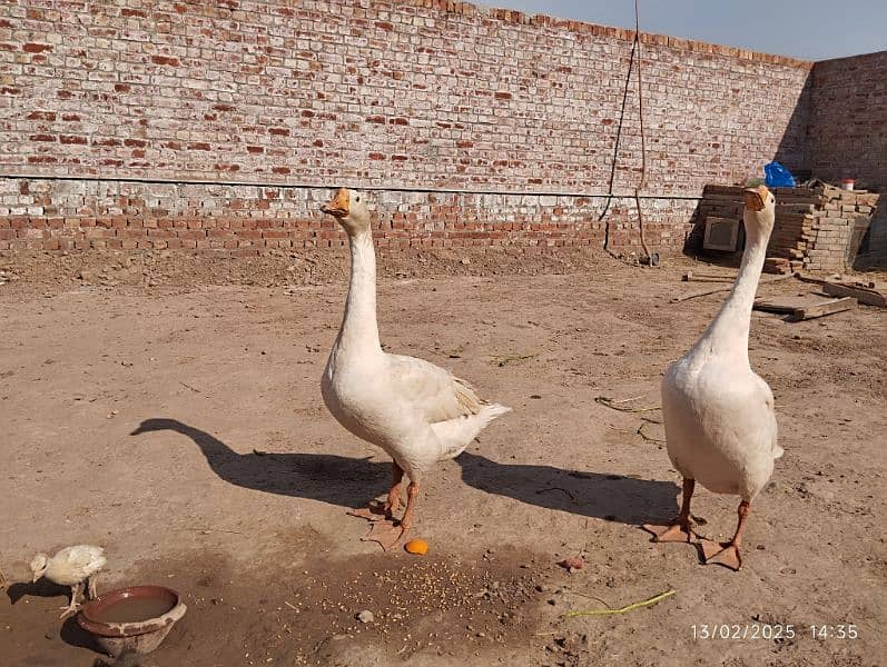 Raj- Hans Big duks breeder pair 1