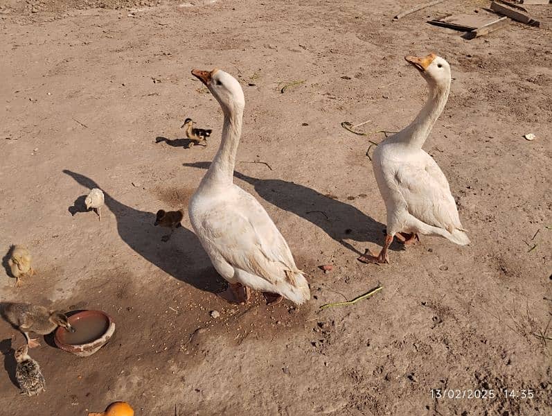 Raj- Hans Big duks breeder pair 2