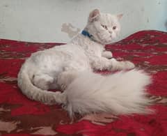 Persian 3pple coat male for sale