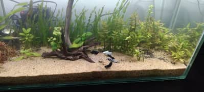 Aquarium plants