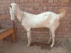 Lal puri bakri serious person contact kry # whatsapp 03366042464