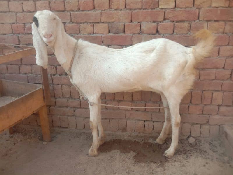 Lal puri bakri serious person contact kry # whatsapp 03366042464 0