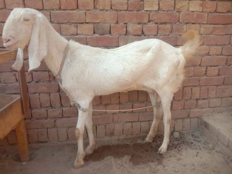 Lal puri bakri serious person contact kry # whatsapp 03366042464 1