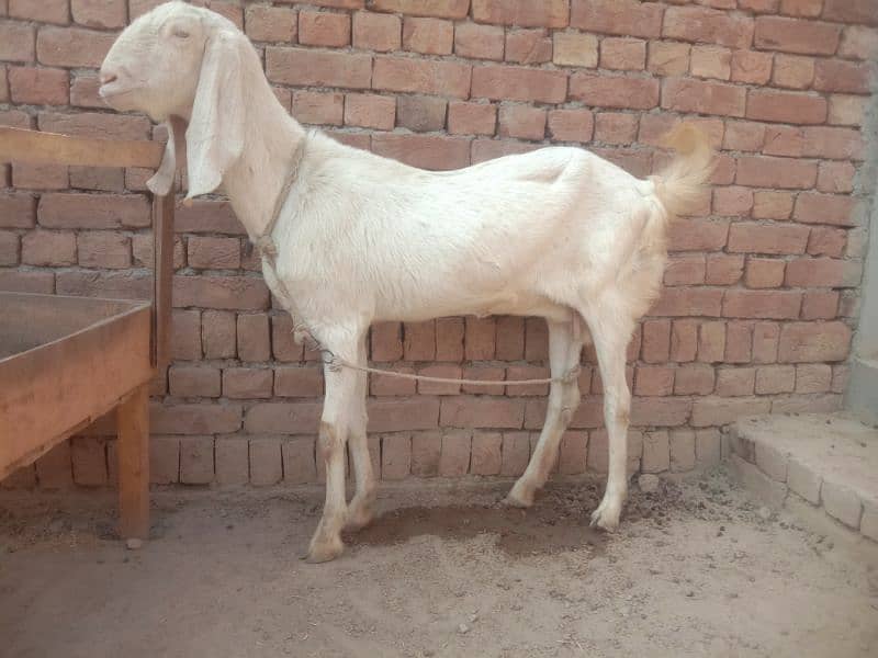 Lal puri bakri serious person contact kry # whatsapp 03366042464 2