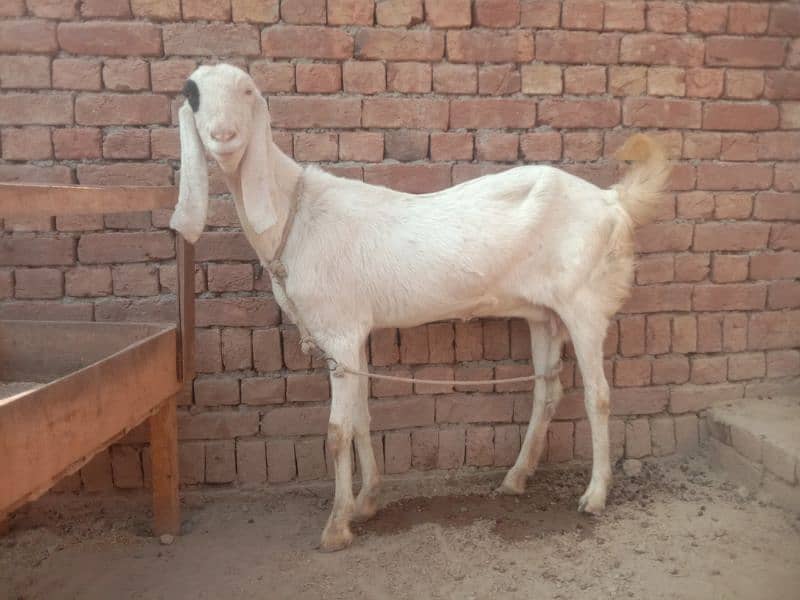 Lal puri bakri serious person contact kry # whatsapp 03366042464 3