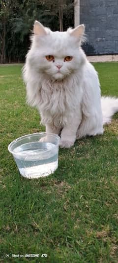 sale for persian cat