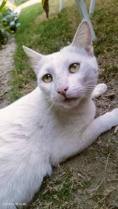 beautiful white cat with yellow eyes