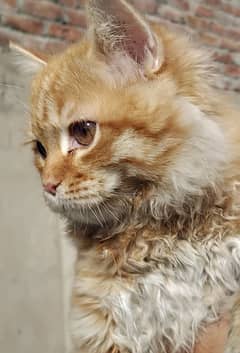 Persian Cat Male