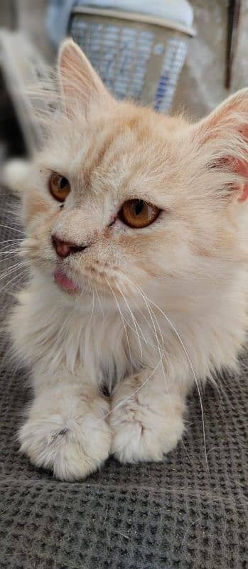 Dino - Gorgeous Male Golden Persian Cat For Sale 2 Years Old 2