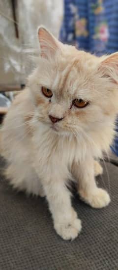 Dino - Gorgeous Male Golden Persian Cat For Sale 2 Years Old