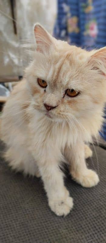 Dino - Gorgeous Male Golden Persian Cat For Sale 2 Years Old 0