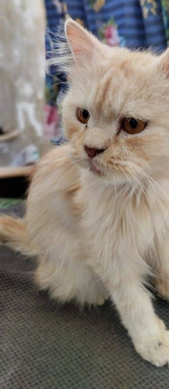 Dino - Gorgeous Male Golden Persian Cat For Sale 2 Years Old 3