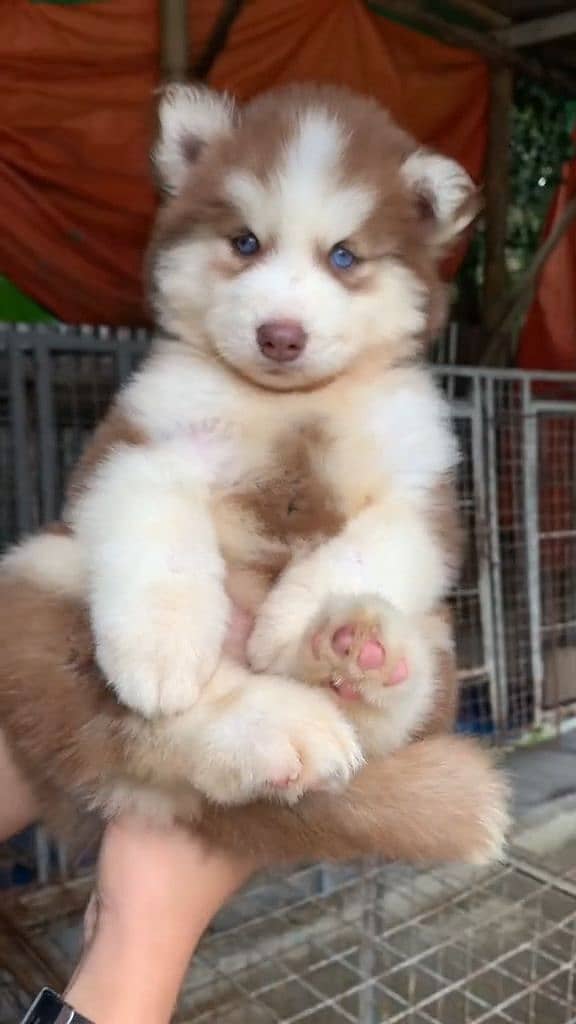 Husky puppies 03111526792 1