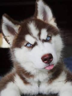 Husky