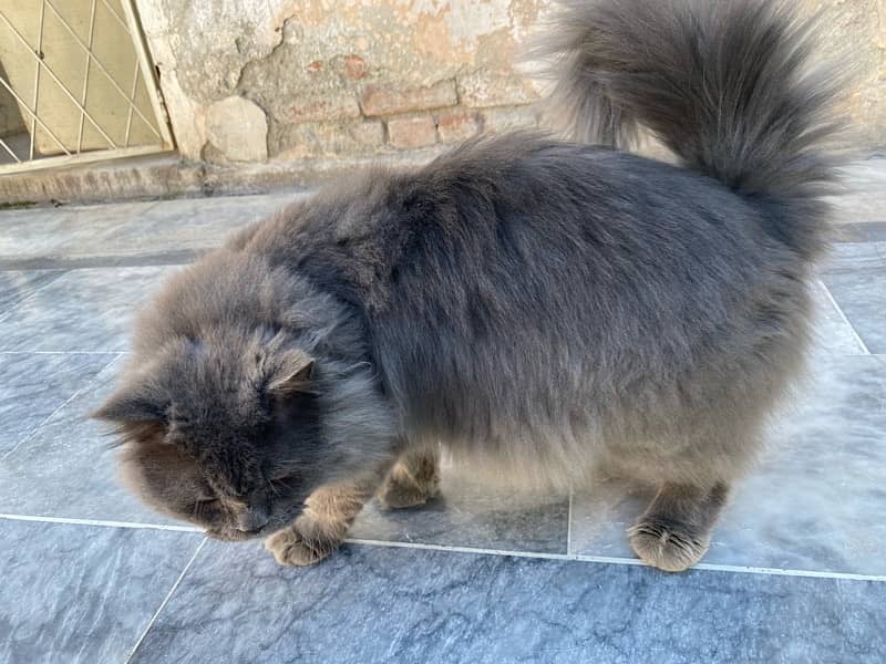 persian pair for sale breeder 0