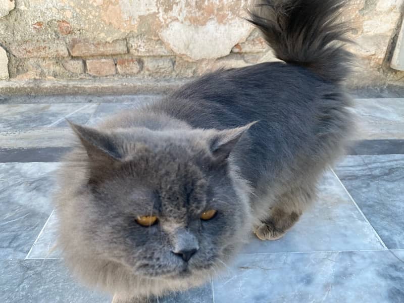 persian pair for sale breeder 1