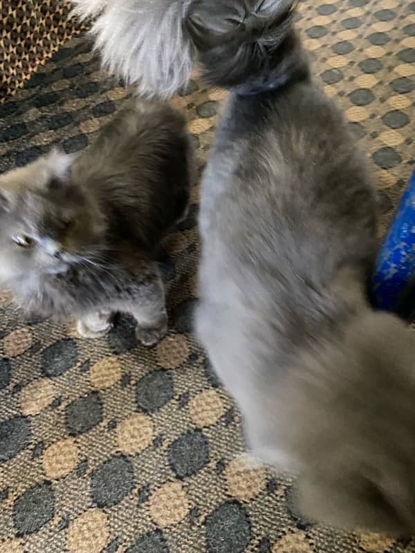 persian pair for sale breeder 3