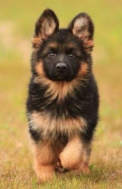 German shepherd puppies 03111526792