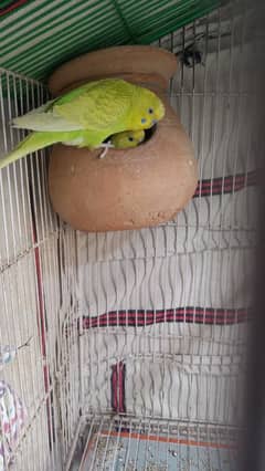 budgies for sale