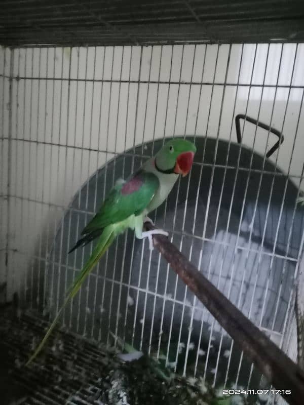 Raw Male Parrot 0