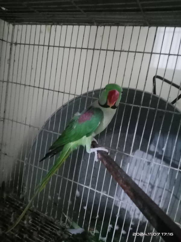 Raw Male Parrot 1