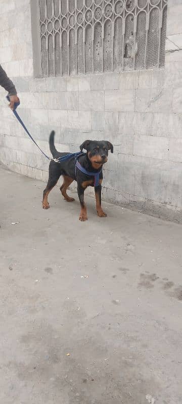 Male rottweiler puppy for sale 0