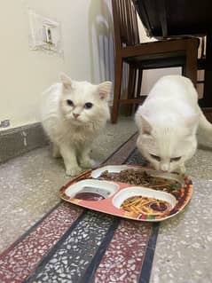 Persian adult cat pair (Siblings)