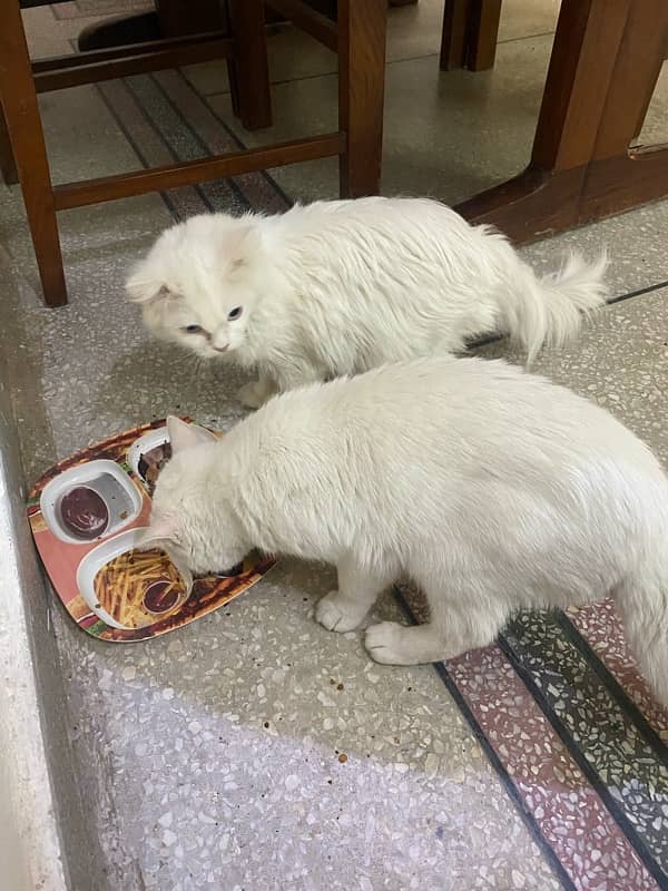 Persian adult cat pair (Siblings) 1