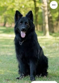 Pedigree long coated black German shepherd puppies available for sale