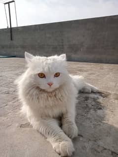 cat Persian coat 3 doll face