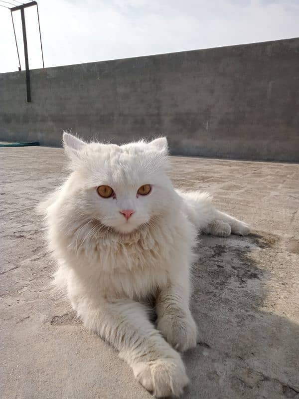 cat Persian coat 3 doll face 0